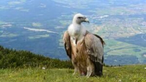 vulture