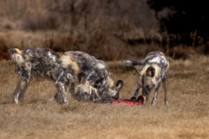 african wild dogs undertake record setting journey across zambia
