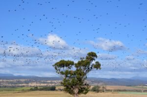 australia tightens migration policies affecting students and backpackers