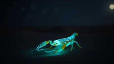 bioluminescent scorpion glows