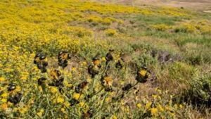 california had 234 million acres covered by a toxic yellow weed until tiny australian beetles fought