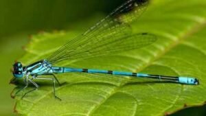 damselfly