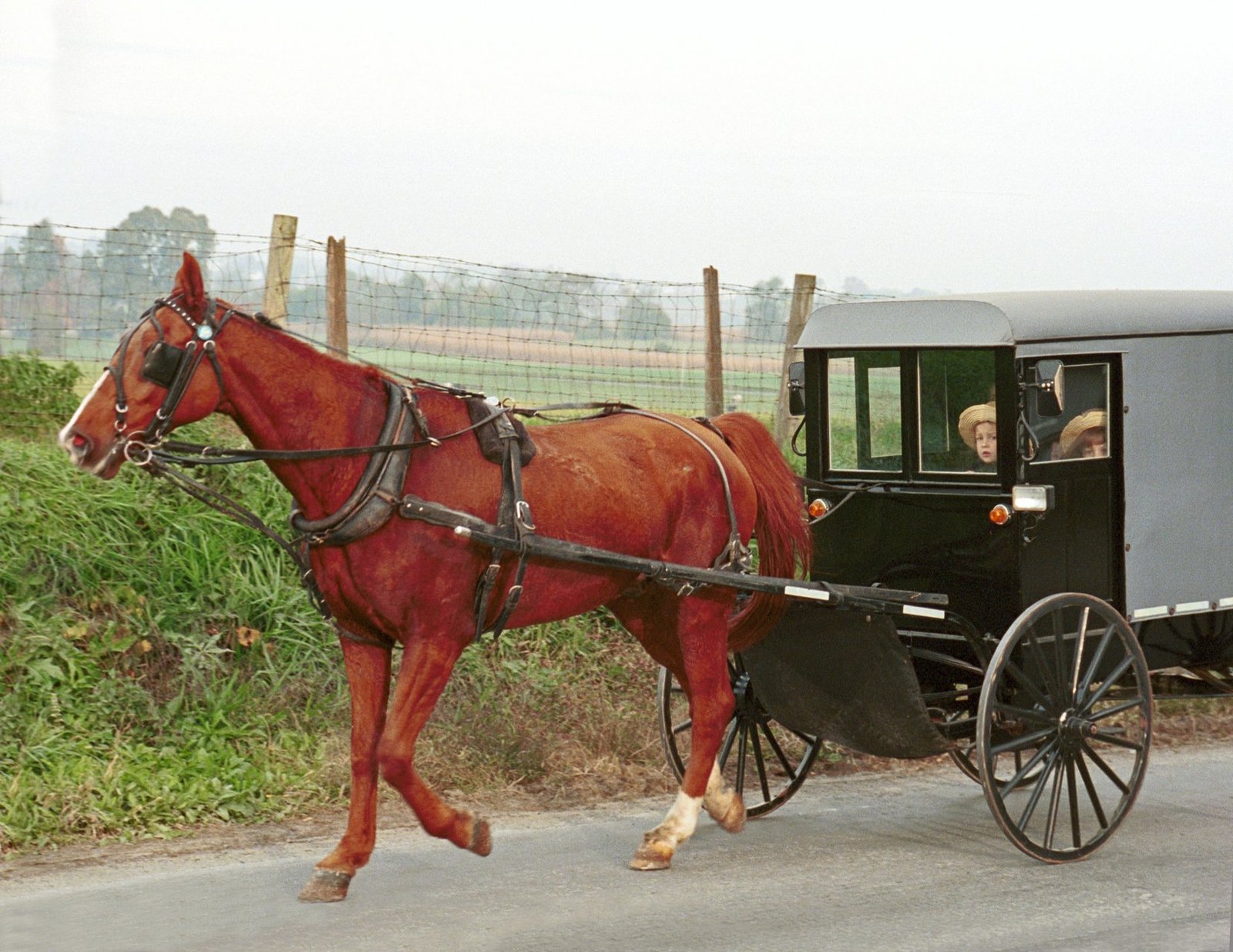 efforts intensify in amish communities to curb measles outbreak