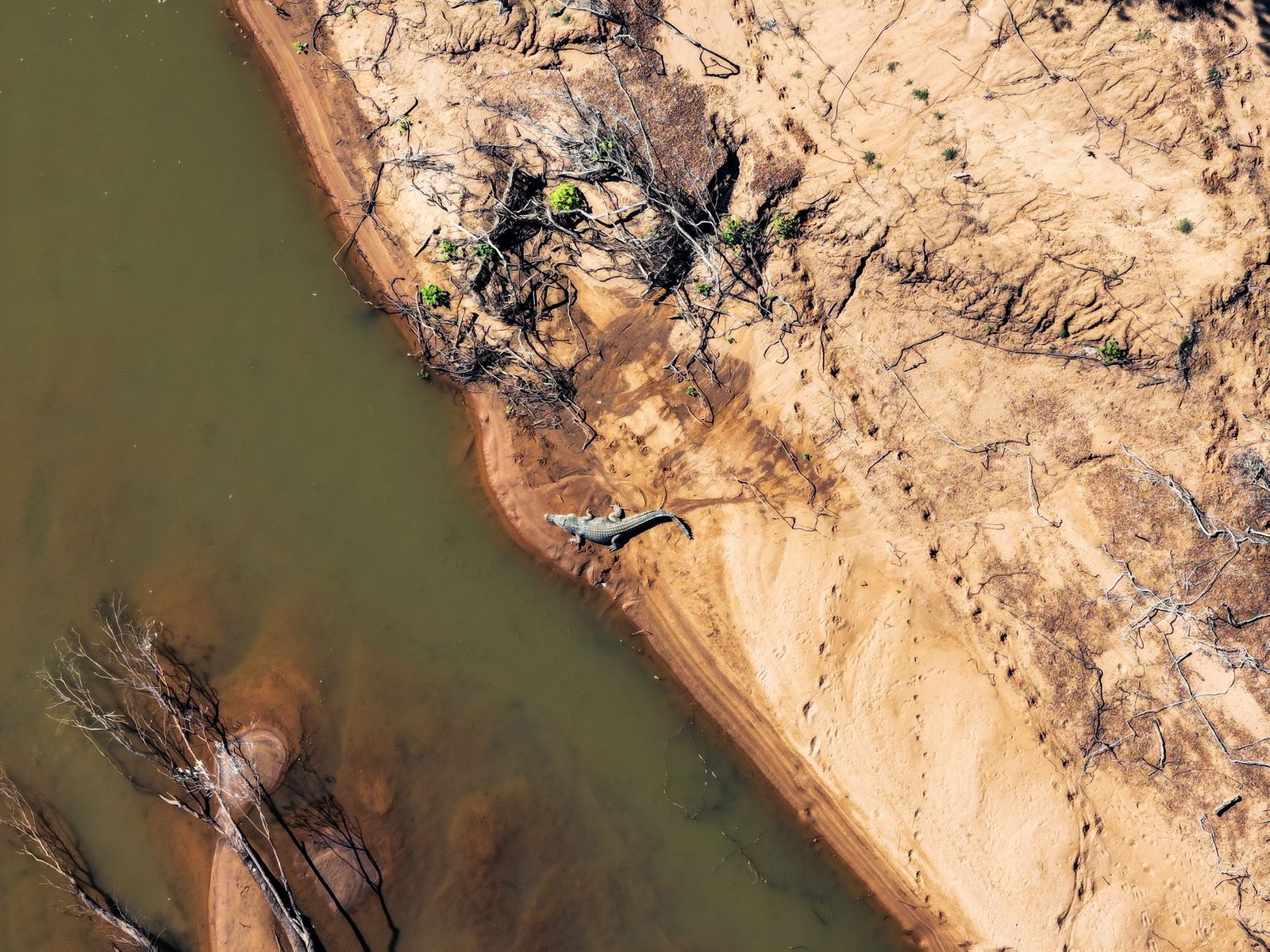 fitzroy river selected for olympic rowing events amid crocodile concerns