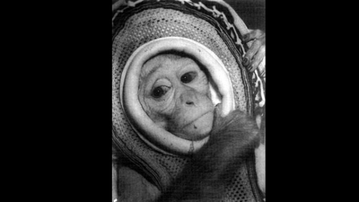 in 1960 nasa launched rhesus monkey miss sam on a mercury escape test reaching 1800 mph before she l