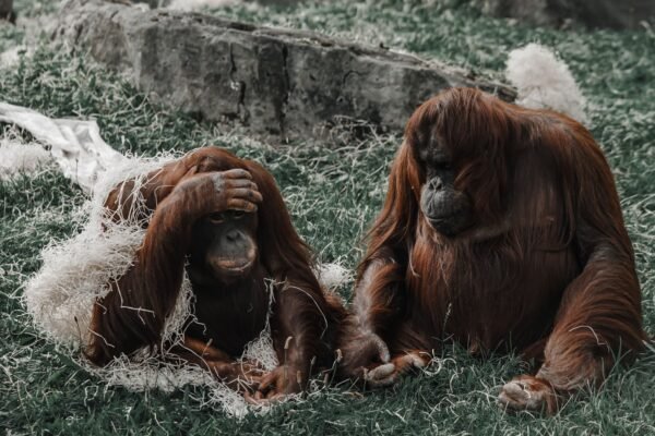 investigation into odisha orangutan mystery expands to maritime routes
