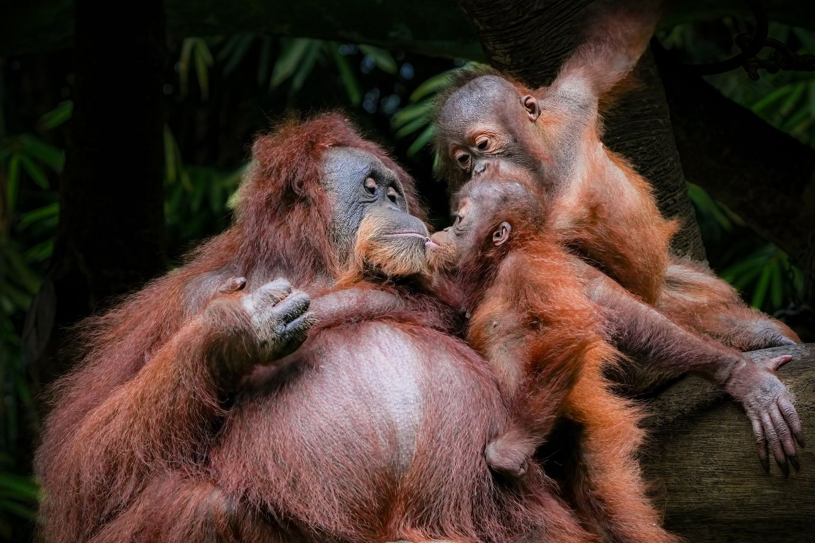 investigation launched after baby orangutans discovered in odisha forest