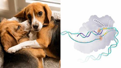 researchers tested saliva and dander from the gene edited dogs and found no detectable can f 1 prote