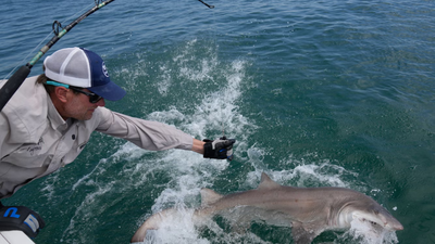 sharks off nys hamptons image credit the associated press