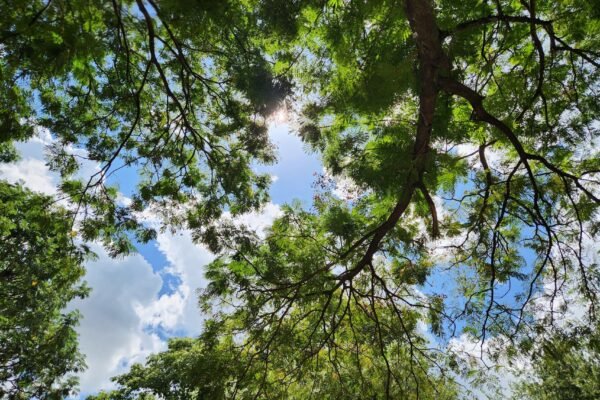 understanding nature through ancient tamil wisdom