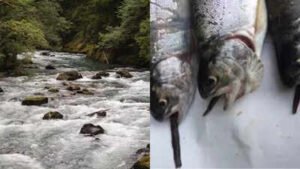 view of the ohanapecosh river and predated northwestern salamanders ambrystoma gracile eaten by intr