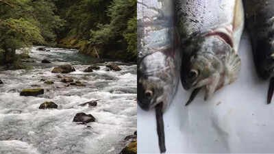 view of the ohanapecosh river and predated northwestern salamanders ambrystoma gracile eaten by intr