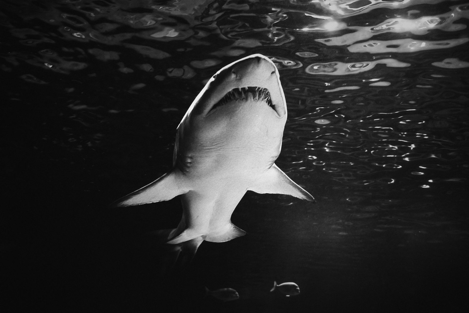 western australia issues rare shark kill order after fatal attack