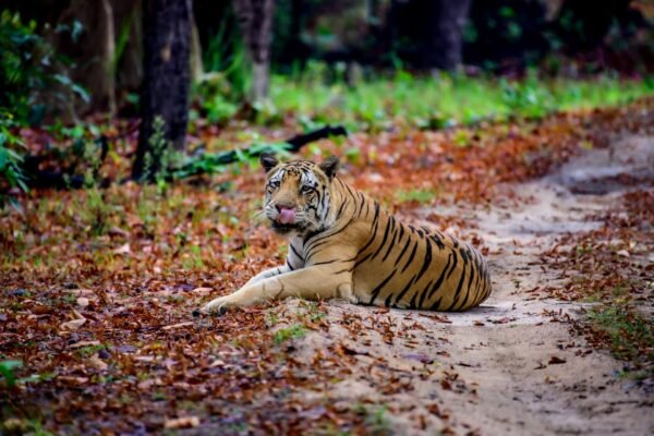royal bengal tiger sighted near arunachal road motorcycle access restricted