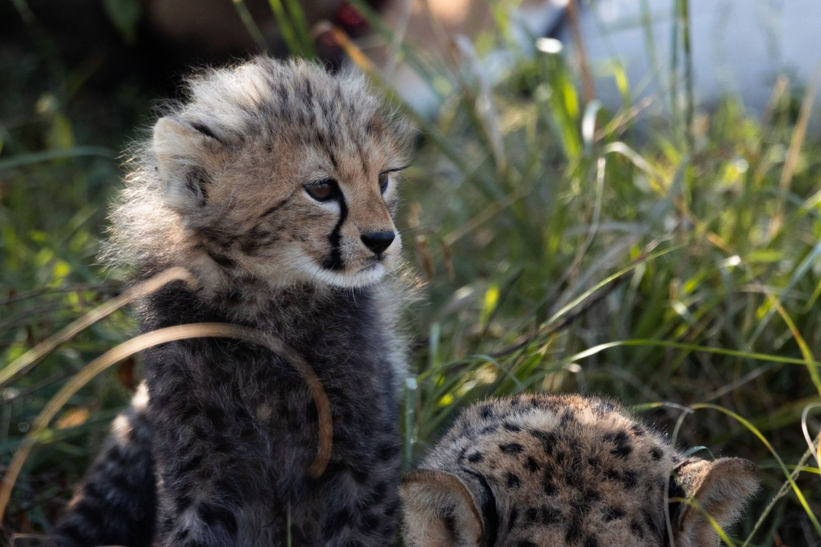 tragic death of cheetah cub in madhya pradesh after rescue operation